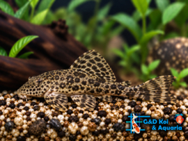L 165 pterygoplichthys gibbiceps / Zeilvinpleco
