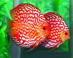 Symphysodon / Stendker Discus Checkerboard