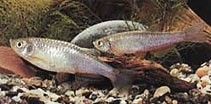 Brachydanio Albolineatus / Blauwe danio