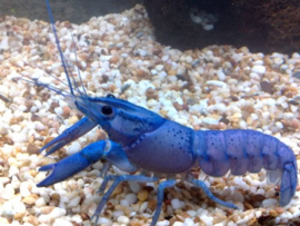 Procambarus clarkii blue