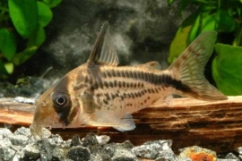 Corydoras Loxozonas / Pantsermeerval