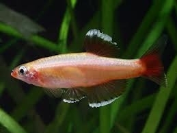 Tanichthys albonubes gold /chinese danio goud