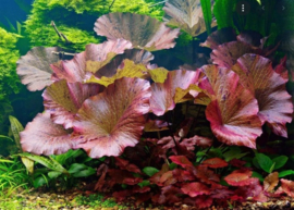 Christchurch congestie hybride Nymphaea lotus rood aquariumplant - Rode tijgerlotus | Aquariumplanten |  G&D Aquaria
