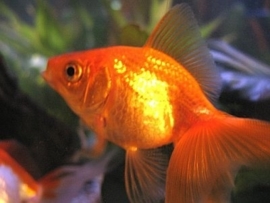 Fancy Goldfish Goudvis rood Sluierstaart
