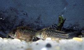 Corydoras Elegans