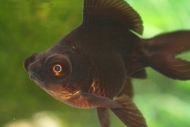 Fancy Goldfish Goudvis zwart Sluierstaart