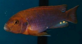 Iodotropheus Sprengerae / Malawi Cichlide