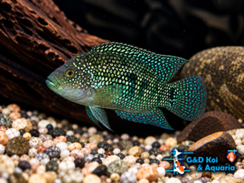 Cichlasoma octofasciatum / Jack Dempsey