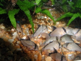 corydoras matae / pantsermeerval