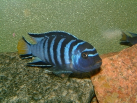 Pseudotropheus Elongatus / Malawi Cichlide