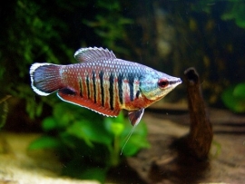 sphaerichthys vaillanti / Samurai gourami
