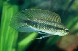Apistogramma Iniridae / dwergcichlide