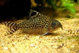 Corydoras Reticulatus / Pantsermeerval