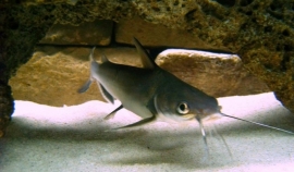 Arius jordani seemanni / mini haai