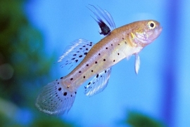 Stigmatogobius Sadanundio / Knight Goby