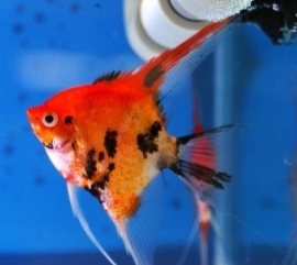 Pterophyllum scalare red - maanvis red devil