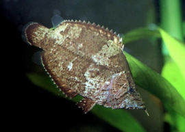 Monocirrhus Polyacanthus / Bladvis