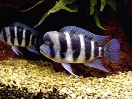 Cynotilapia Frontosa / Tanganyika Cichlide