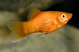 Xipho Maculatus Orange Neon /Platy Orange Neon