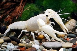 Procambarus Alleni    Snow White