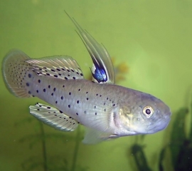 Stigmatogobius Sadanundio / Knight Goby