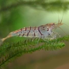 Caridina sp. Tiger / Tijgergarnaal