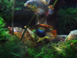 Pelvicachromis Taeniatus Muyuka / smaragdpracht cichlide