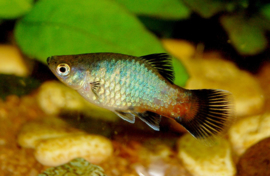 Xipho. Maculatus Rainbow Wagtail / Platy Rainbow Wagtail