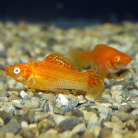 Poecilia Latipinna Orange  / Molly oranje