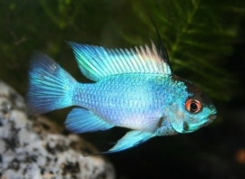 Mikrogeophagus ramirezi electric blue/ antennebaars electric blue