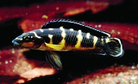 Julidochromis transcriptus / tanganyika cichlide