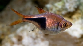 rasbora espei / kegelvlek