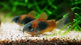 Corydoras  Venezuela Orange / Pantsermeerval