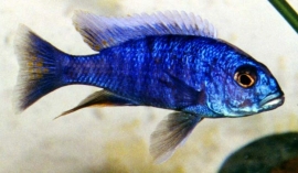 Haplochromis Ahli /Malawi  Cichlide