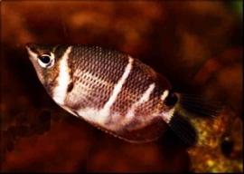 Sphaerichthys Osphormenoides / Chocolade Gourami