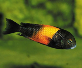 Tropheus Moorii Black Bemba / Tanganyika Cichlide