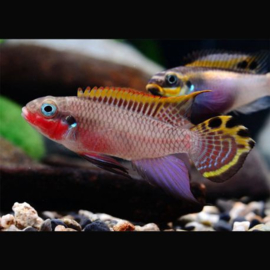 Pelvicachromis Taeniatus Klugei / Kersenbuik cichlide