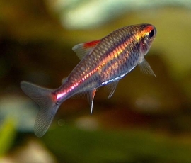 Hemigrammus erythrozonus / Vuurneon