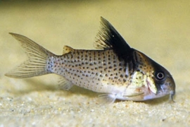 Corydoras brevirostris