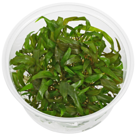 Cryptocoryne Petchii Pink  In-Vitro cup 100cc