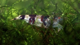 Caridina cf. breviata / Hommel garnaal