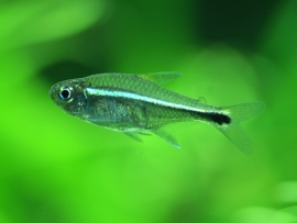 Hemigrammus Armstrongi / Goud Tetra