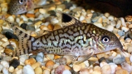 Corydoras Reticulatus / Pantsermeerval