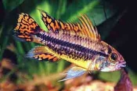 apistogramma cacatuoides Double Red