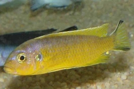 pseudotropheus daktari