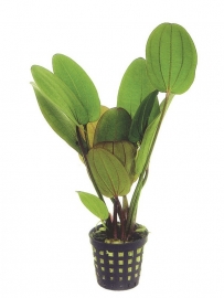 ECHINODORUS COMPACTA