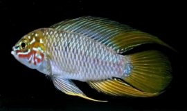 Apistogramma Borelli / Dwerg cichlide