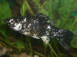 Poecilia Latipinna Marble  / Marmer molly