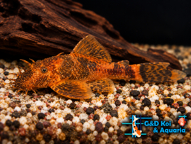 LDA 016 Ancistrus Red / Brown