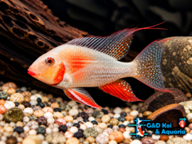 Acarichthys Heckelii albino /Heckeli cichlide albino